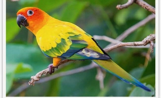Fundera Park Bird Aviary